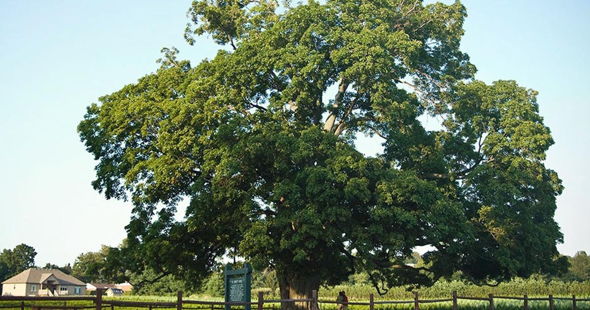 L’arbre d’érable à Sucre le plus ancien du Canada se trouve dans cette ville captivante de l’Ontario