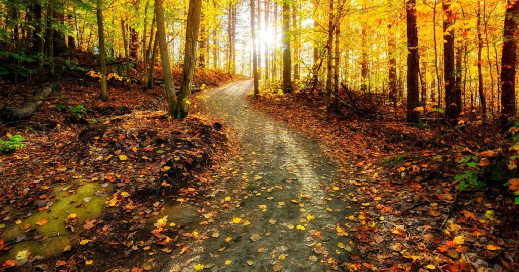 La splendeur de l'automne en Ontario : les meilleurs points de vue pour admirer les couleurs spectaculaires des feuilles