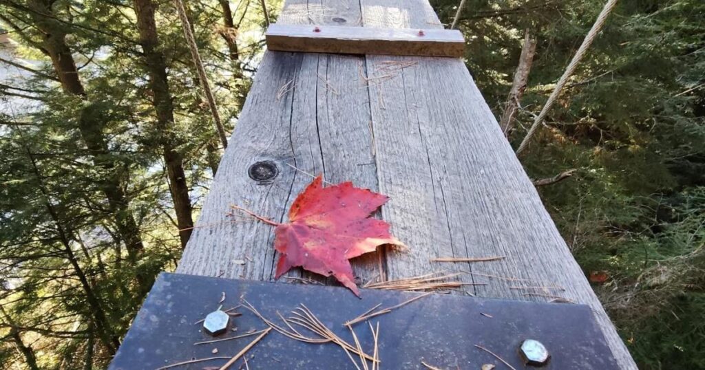 Passerelle suspendue parmi les arbres en Ontario, la plus longue au monde