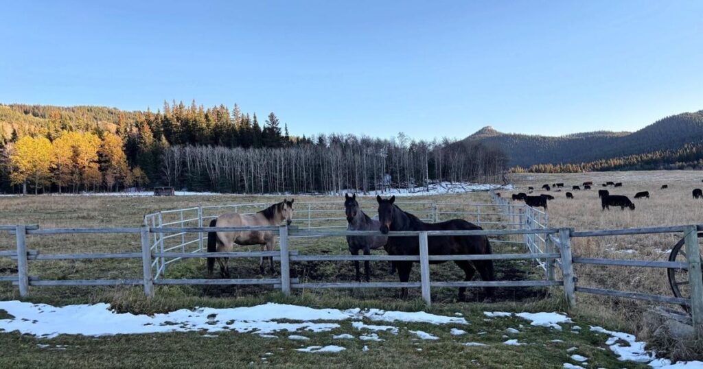 Oubliez les clichés de cow-boy : plongée dans une vie de ranch plus paisible dans le sud de l’Alberta
