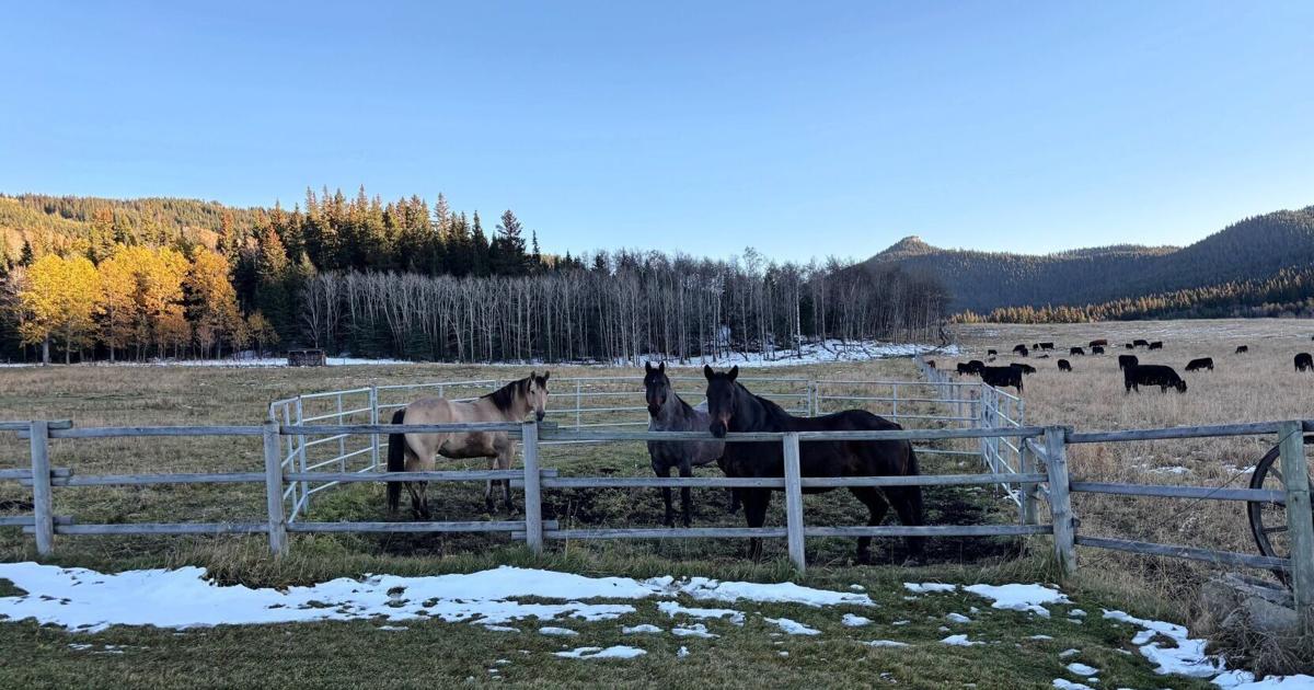 Oubliez les clichés de cow-boy : plongée dans une vie de ranch plus paisible dans le sud de l’Alberta