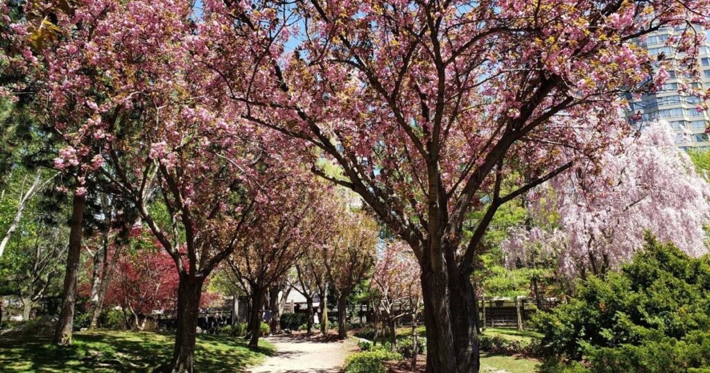 Parc pittoresque d'inspiration japonaise en Ontario : un pays des merveilles rose lors de la saison des cerisiers en fleurs