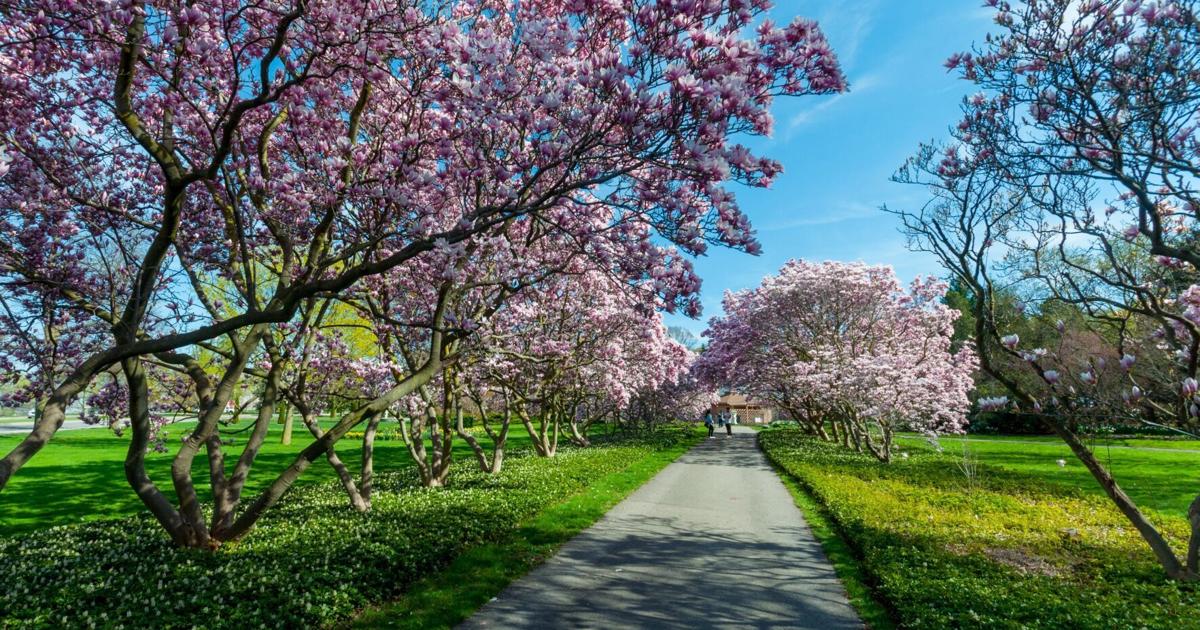 Allée de Magnolias en fleurs aux couleurs vives dans une ville pittoresque de l'Ontario : un rêve printanier rose et blanc