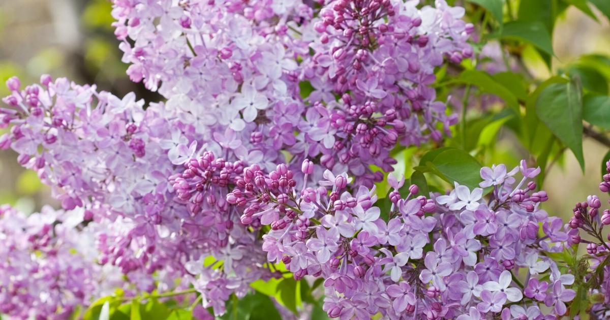 Charmant village de l'Ontario organise un festival parfumé et fleuri le long d'une oasis pittoresque accessible par donation