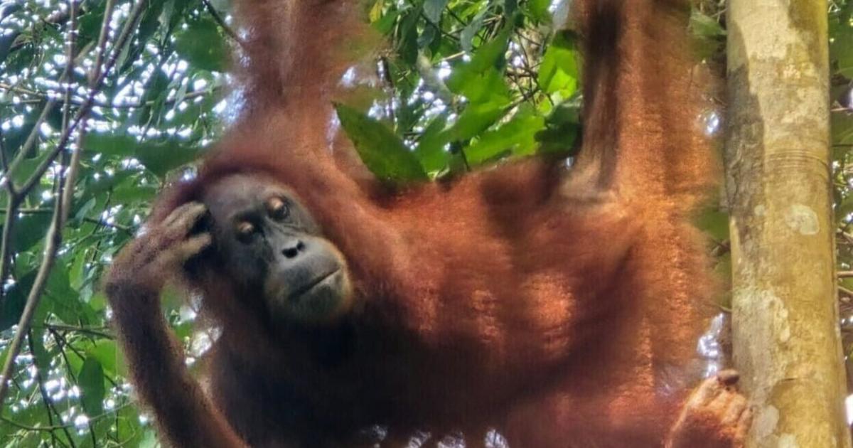 Lecteur Part en Voyage en Indonésie en Famille pour Observer des Orangutans en Liberté