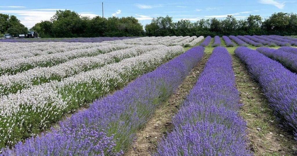 Un comté prisé de l'Ontario, classé parmi les meilleures destinations mondiales, accueille un festival floral enchanteur