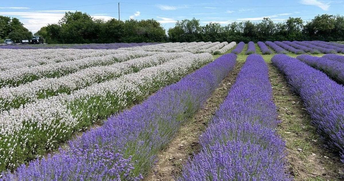 Un comté prisé de l'Ontario, classé parmi les meilleures destinations mondiales, accueille un festival floral enchanteur