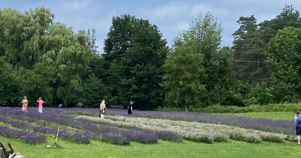 Festival de Lavande en Ontario : Une Initiative Passionnée d’un Couple de Toronto Qui Fête Sa Troisième Édition