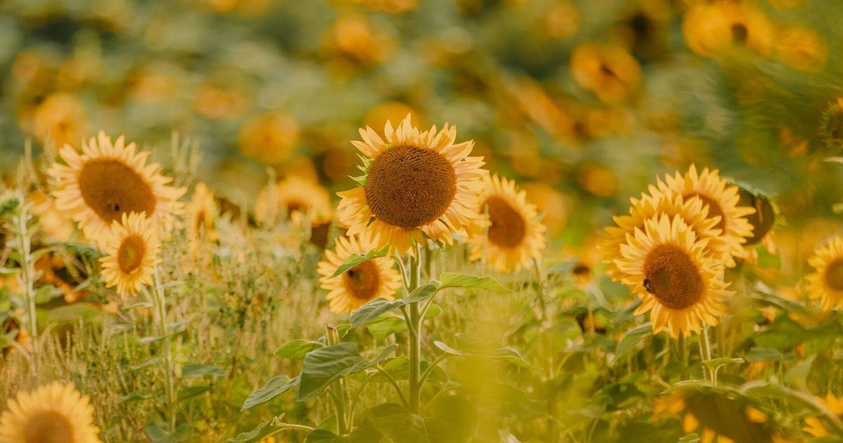 Festival de musique et de bien-être au cœur d'une ferme biologique de 90 acres en Ontario entourée de tournesols
