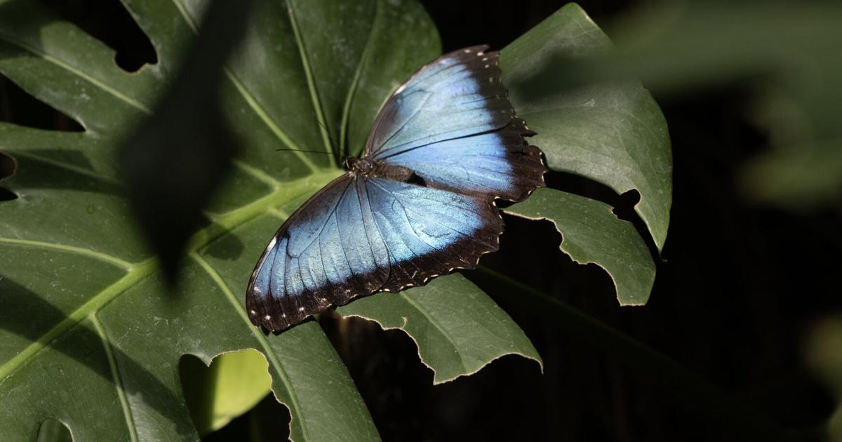 Merveilles ailées : la serre de Cambridge ouvre ses portes à un paradis de papillons