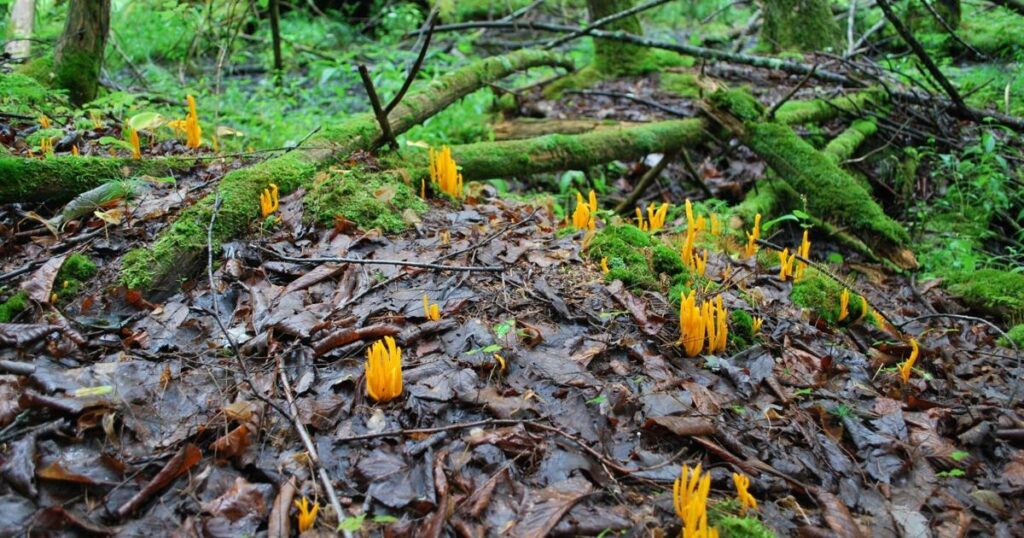 Plus de 400 espèces de plantes et d'animaux vivent dans ce trésor caché à proximité de Carleton Place