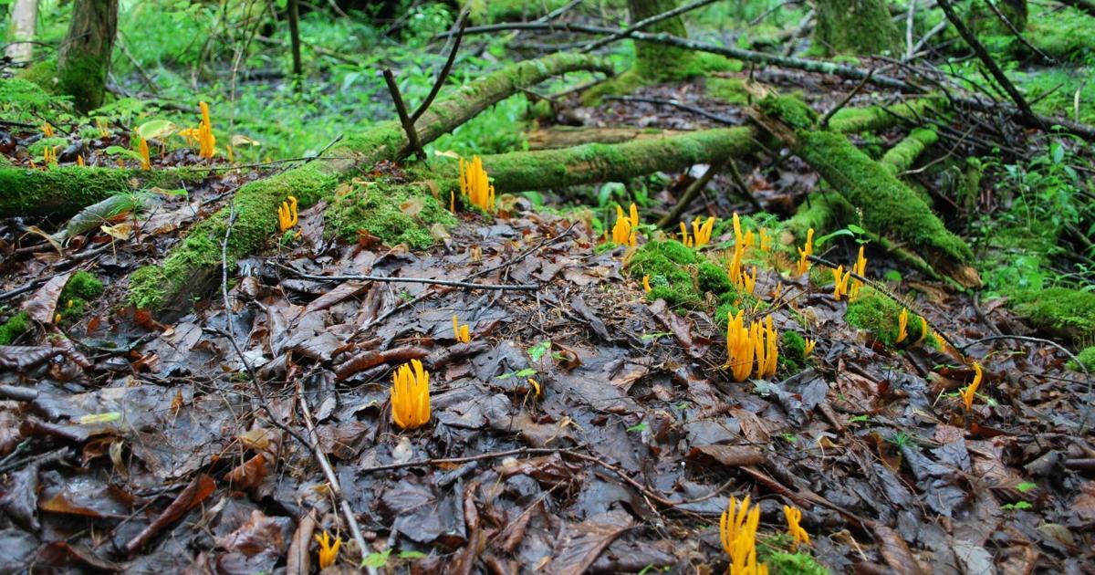 Plus de 400 espèces de plantes et d'animaux vivent dans ce trésor caché à proximité de Carleton Place