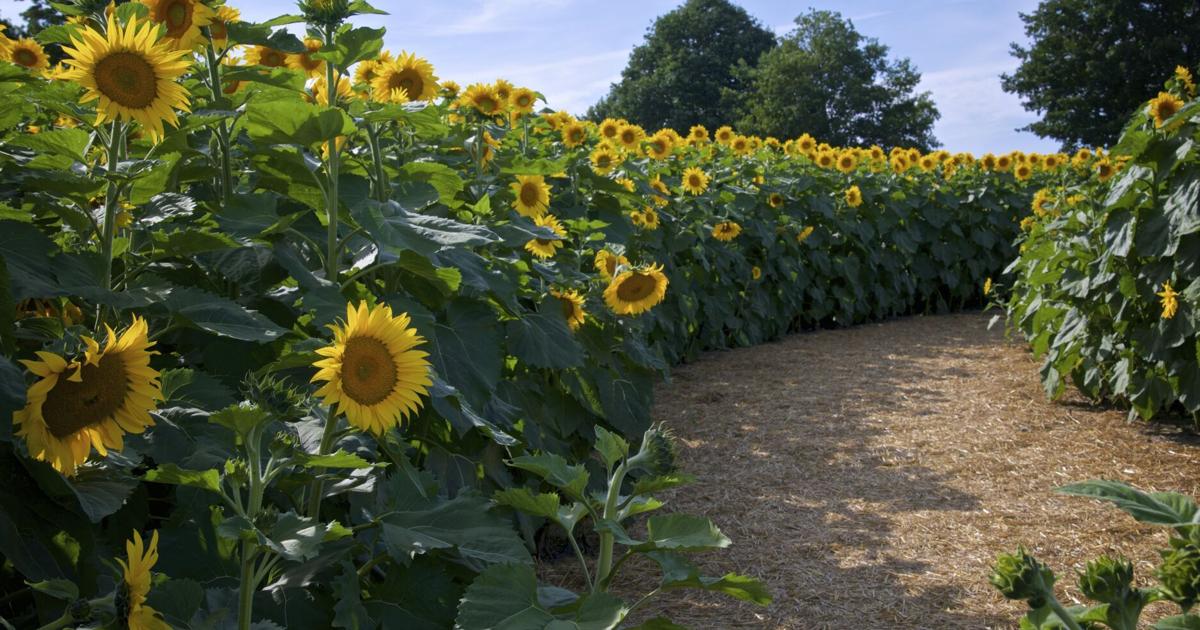 Une entrepreneuse locale transforme la ferme familiale en Ontario en la première randonnée en forme de tournesol au Canada