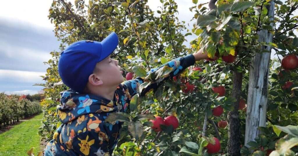 Guide complet pour voyager en Ontario en automne : fouille de pommes de terre à Bowmanville, festival du vin de Niagara et cueillette de pommes