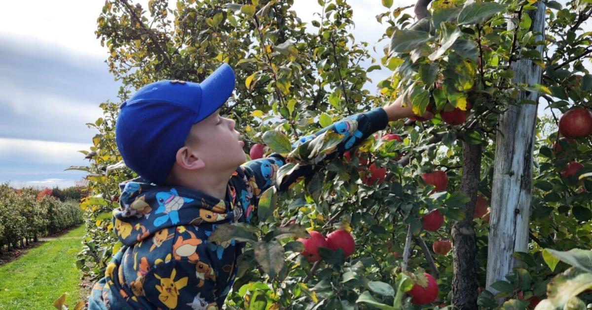 Guide complet pour voyager en Ontario en automne : fouille de pommes de terre à Bowmanville, festival du vin de Niagara et cueillette de pommes