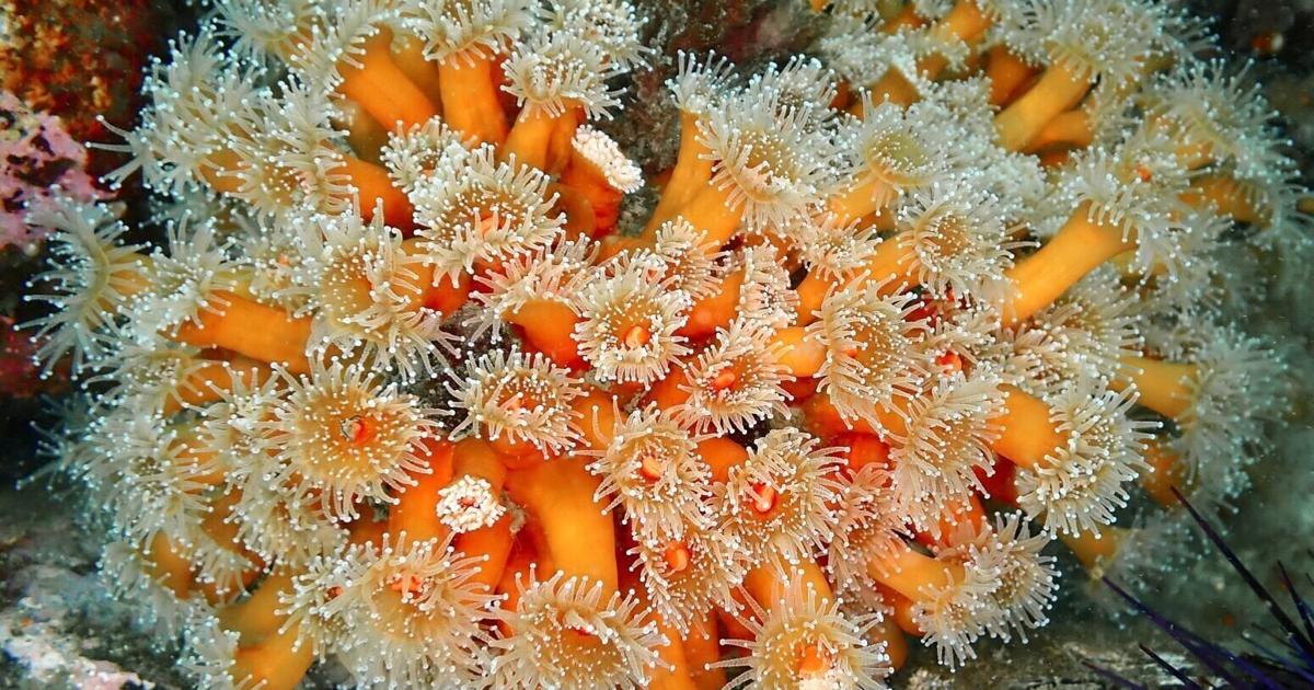 Les eaux froides de l'île de Vancouver abritent un monde vibrant de créatures colorées, généralement associées aux régions tropicales
