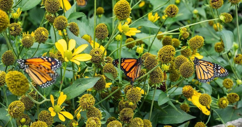 Les papillons monarques prospèrent dans la capitale touristique de l'Ontario, participez à la prochaine démonstration de marquage et de relâche