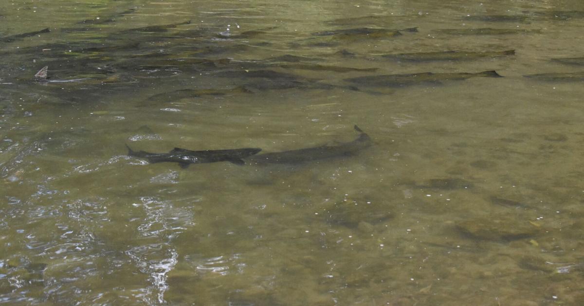 Observation de la migration massive des saumons dans certains des meilleurs ruisseaux à saumons au monde