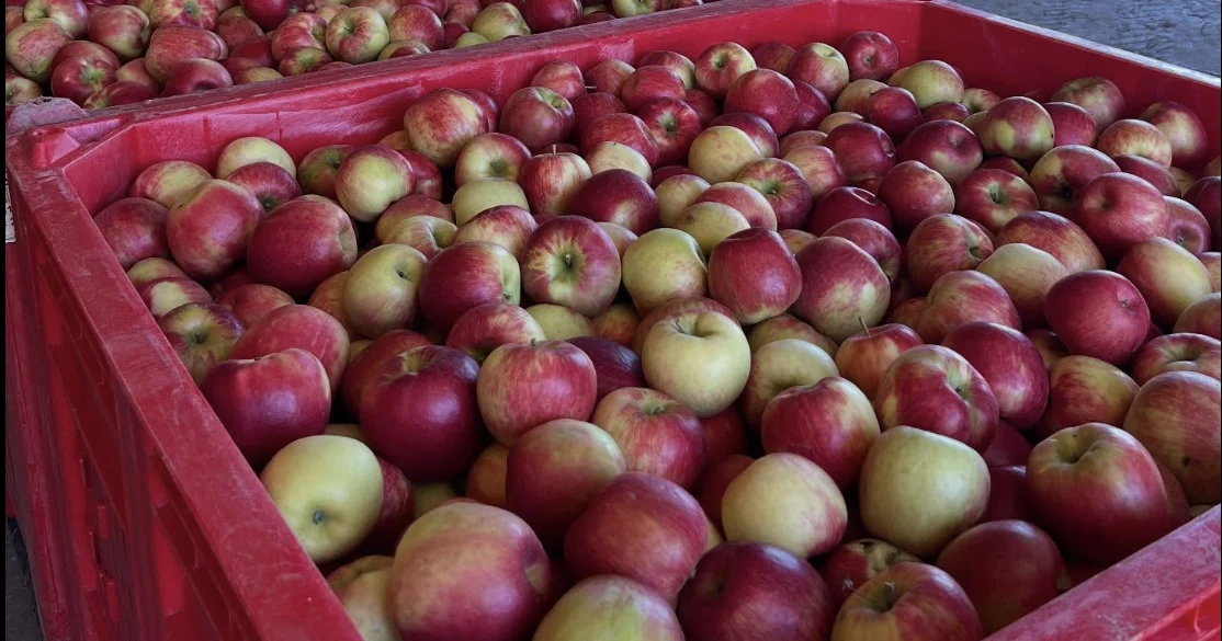 Où cueillir des pommes Honeycrisp dans les vergers de l'Ontario ce week-end, notamment à Waterloo, Brampton et Stoney Creek